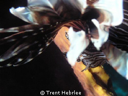 Invasive Lion Fish by Trent Hebrlee 